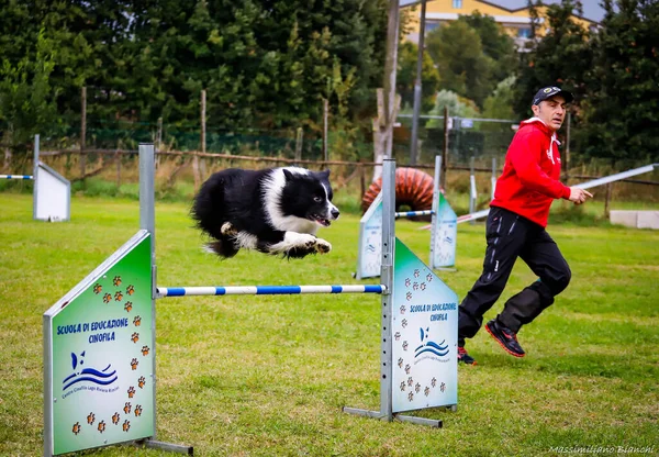 Rimin Italia Ottobre 2020 Agility Jumping Dog Rimini Italia — Foto Stock