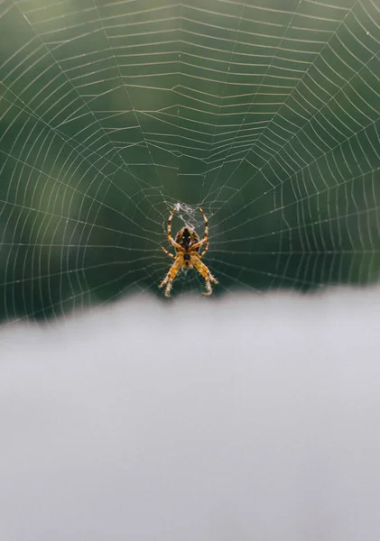 Tiro Seletivo Vertical Foco Uma Aranha Uma Aranha — Fotografia de Stock