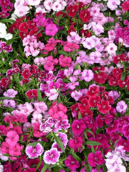 Tiro Vertical Flores Cor Rosa Diferentes Tons Jardim — Fotografia de Stock