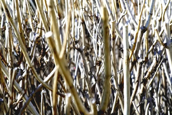 Witte Kale Boomtakken Zonder Bladeren — Stockfoto