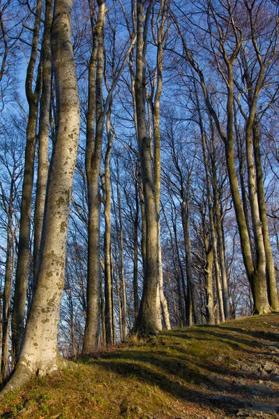 Höga Bokträd Skog Våren — Stockfoto