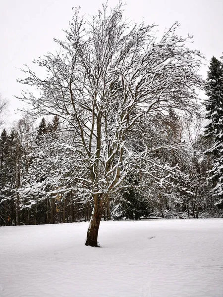 Vertikal Bild Ett Träd Snöig Äng Med Skog Bakgrunden — Stockfoto