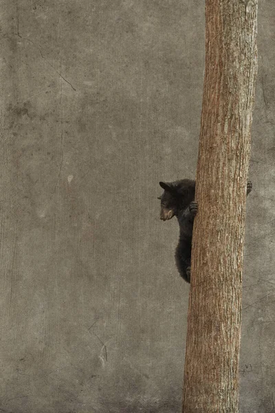 Tiro Vertical Urso Preto Jovem Subindo Uma Árvore Contra Parede — Fotografia de Stock