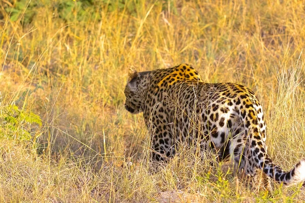 Belo Leopardo Caminhando Seu Habitat Natural Dia Ensolarado — Fotografia de Stock