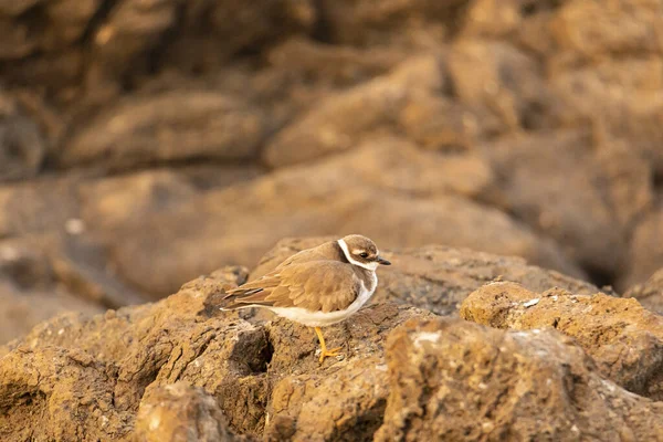 Closeup Shot Small Plover Bird Foraging Rocky Coast — Stock Photo, Image