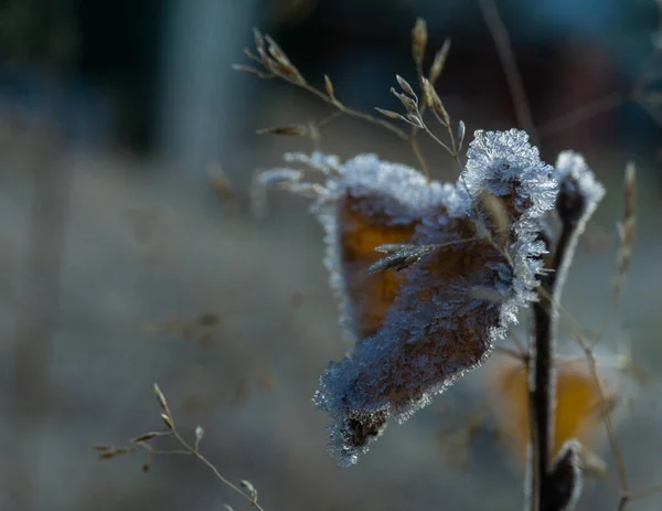 霜の中でハート型をした葉のクローズアップ — ストック写真