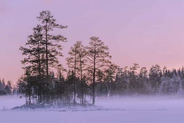 Une Belle Vue Des Arbres Couverts Neige Hiver — Photo