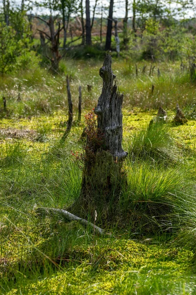 Een Verticaal Schot Van Rotte Boomstam Met Mos Gras Heide — Stockfoto