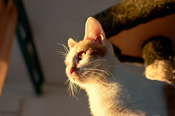 Tiro Seletivo Foco Gatinho Branco Sunkissed — Fotografia de Stock