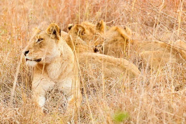 남아프리카 공화국에서 아프리카 사자의 아름다운 — 스톡 사진