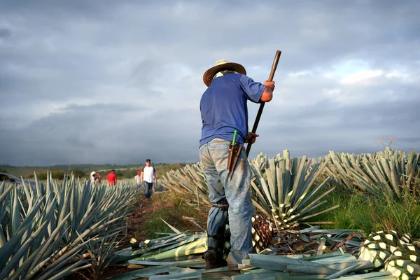 Uma Visão Traseira Fazendeiro Chapéu Palha Colhendo Uma Planta Agave — Fotografia de Stock