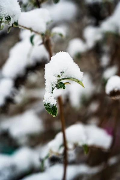 Eine Vertikale Aufnahme Von Schneebedeckten Ästen — Stockfoto