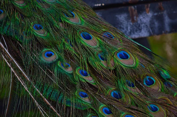 Gros Plan Une Queue Paons Plumes — Photo