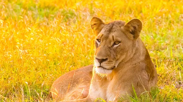 Shallow Focus Female Lion Lying Dry Grass — Stock Photo, Image