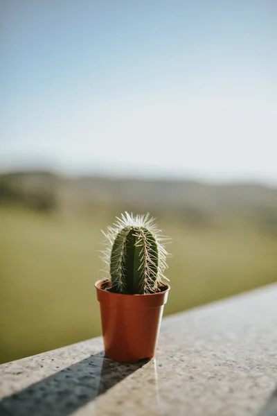 Lovitură Closeup Unui Mic Cactus Oală — Fotografie, imagine de stoc