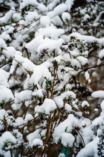 Pionowe Ujęcie Gałęzi Drzew Pokrytych Śniegiem — Zdjęcie stockowe