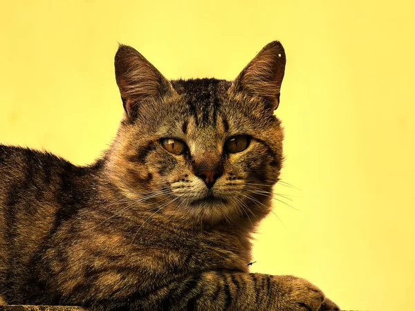 一只黄色背景的可爱的猫 — 图库照片
