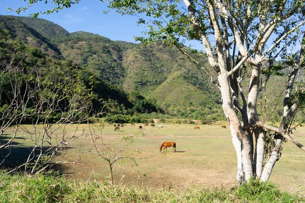 Eine Herde Pferde Weidet Einem Sonnigen Tag Auf Einer Wiese — Stockfoto