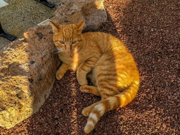 床に座っているオレンジ色の猫の美しいショット — ストック写真