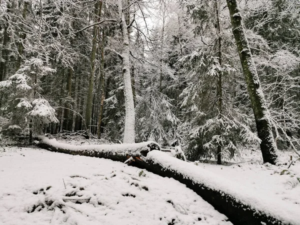 Beau Paysage Une Forêt Avec Ruisseau Hiver Larvik Norvège — Photo