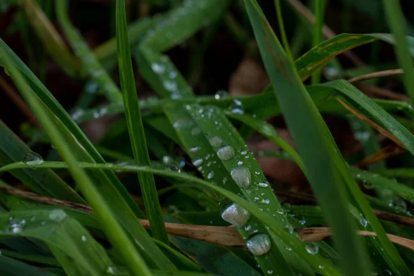 Gros Plan Herbe Avec Rosée Sur Eux Dans Champ Avec — Photo