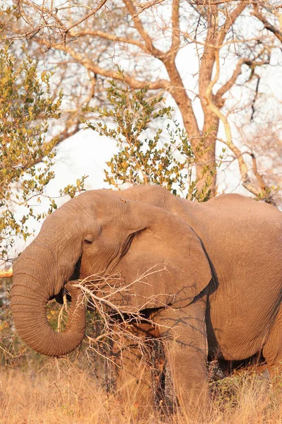 Pionowe Ujęcie Słonia Jedzącego Trawę Łące Pod Słońcem — Zdjęcie stockowe