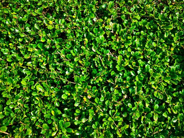 Una Vista Superior Las Pequeñas Plantas Verdes Jardín Bajo Luz —  Fotos de Stock