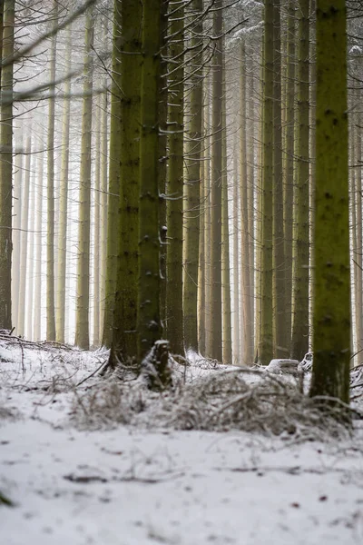 Ένα Όμορφο Τοπίο Ενός Δάσους Γεμάτο Χιονισμένο Δέντρο Ψηλούς Κορμούς — Φωτογραφία Αρχείου
