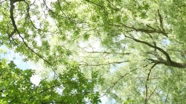Güneşli Bir Günde Gökyüzü Zemininde Yeşil Yapraklı Ağaç Dallarının Görüntüsü — Stok video