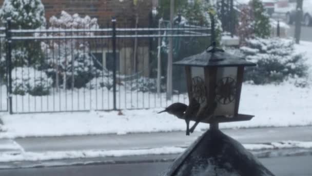 Sparrows Taking Shelter Street Lamp Snowy Day — Stock Video