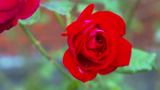 春の日に庭で育つ美しいバラ — ストック動画