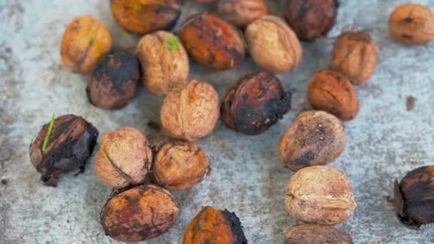 Primer Plano Nueces Suelo — Vídeos de Stock