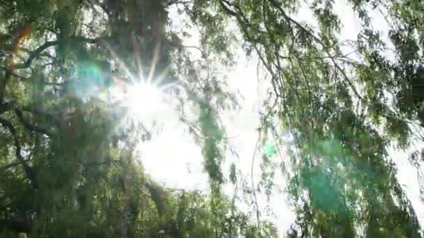 Vue Des Branches Arbres Avec Des Feuilles Vertes Sur Fond — Video
