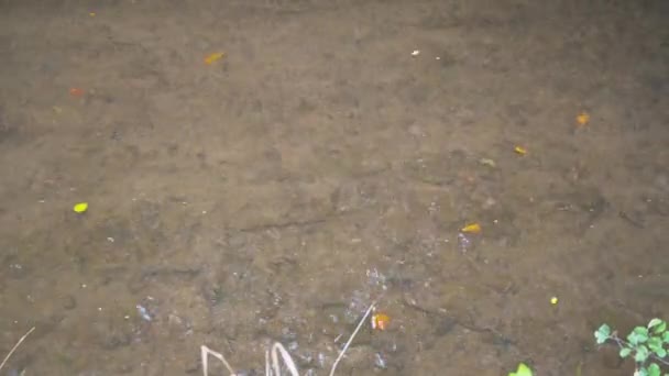 Clear River Stream Flowing — Stockvideo