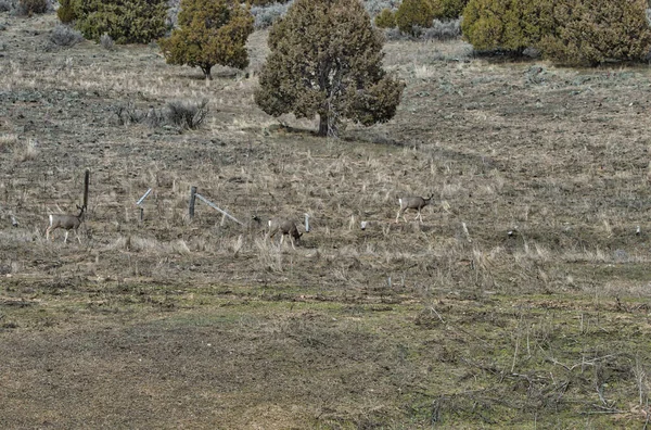 Veduta Paesaggi Asciutti Con Cervi Che Camminano Lungo — Foto Stock