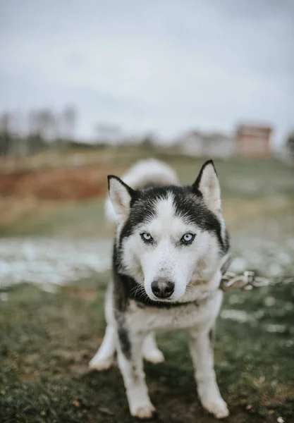 Primo Piano Bel Husky Mezzo Alla Natura — Foto Stock