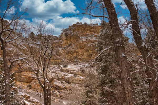 Kuru Bir Dağda Solmuş Ağaçların Sarmaşıkların Güzel Bir Görüntüsü — Stok fotoğraf