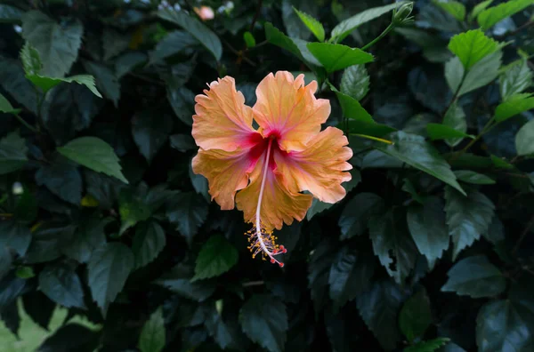 Zbliżenie Ujęcie Kwitnącego Pomarańczowego Hibiskusa Kwiatu — Zdjęcie stockowe