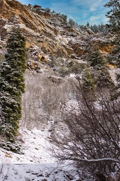 Plan Vertical Des Plantes Des Arbres Desséchés Sur Montagne Rocheuse — Photo