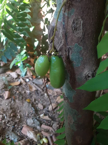 Disparo Vertical Frutas Exóticas Colgando Tronco Árbol Bosque Tropical —  Fotos de Stock