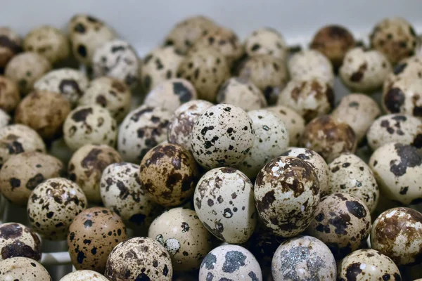 Closeup View Multiple Quail Eggs Placed Next Each Other White — Stock Photo, Image