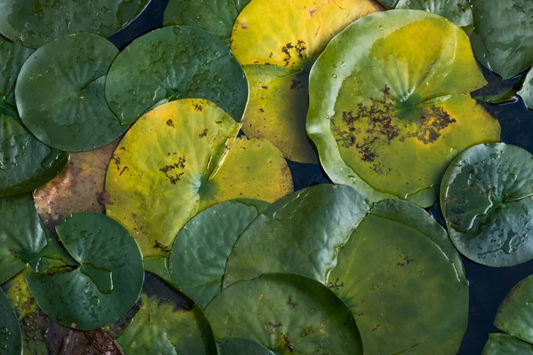 湖の表面に睡蓮の花の美しい緑と黄色の葉 — ストック写真