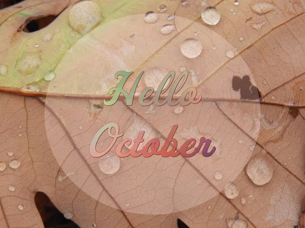 Piękna Ilustracja Powitania Października Tle Liścia Kroplami Wody — Zdjęcie stockowe