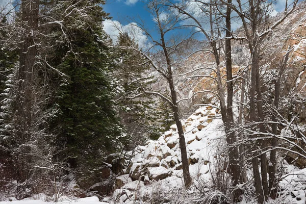 Beau Paysage Hivernal Avec Des Arbres Enneigés — Photo