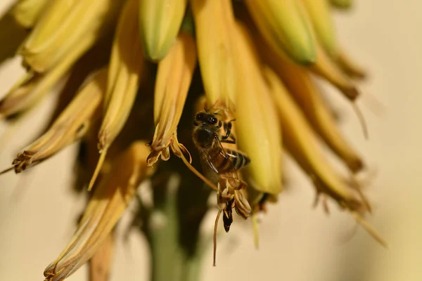 Közelkép Egy Méhről Amint Nektárt Gyűjt Aloe Vera Virágából Homályos — Stock Fotó