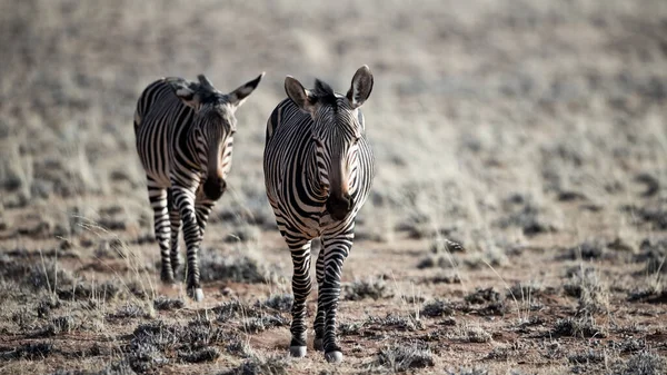 Duas Belas Zebras Andando Campo — Fotografia de Stock
