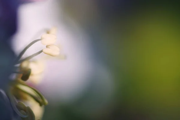 Plan Sélectif Des Anthères Blanches Une Fleur — Photo