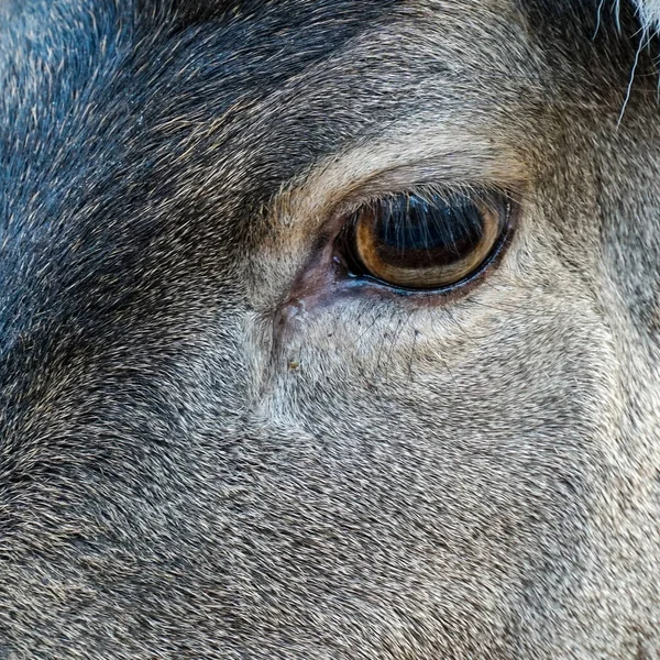 Gros Plan Cerf Dans Parc Animalier Cologne Allemagne — Photo