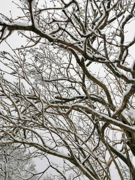 Tiro Vertical Uma Floresta Inverno Larvik Noruega — Fotografia de Stock