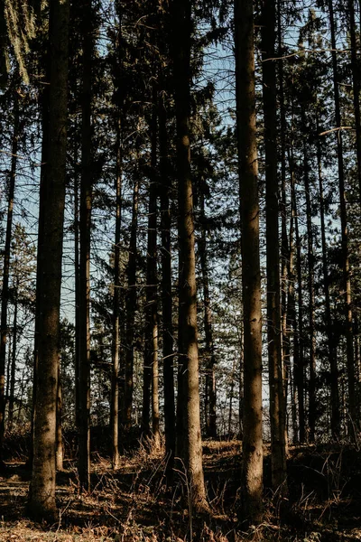 Прекрасний Знімок Лісового Пейзажу Під Сонячним Світлом — стокове фото